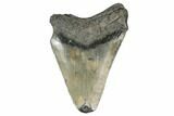 Fossil Megalodon Tooth - South Carolina #172238-1